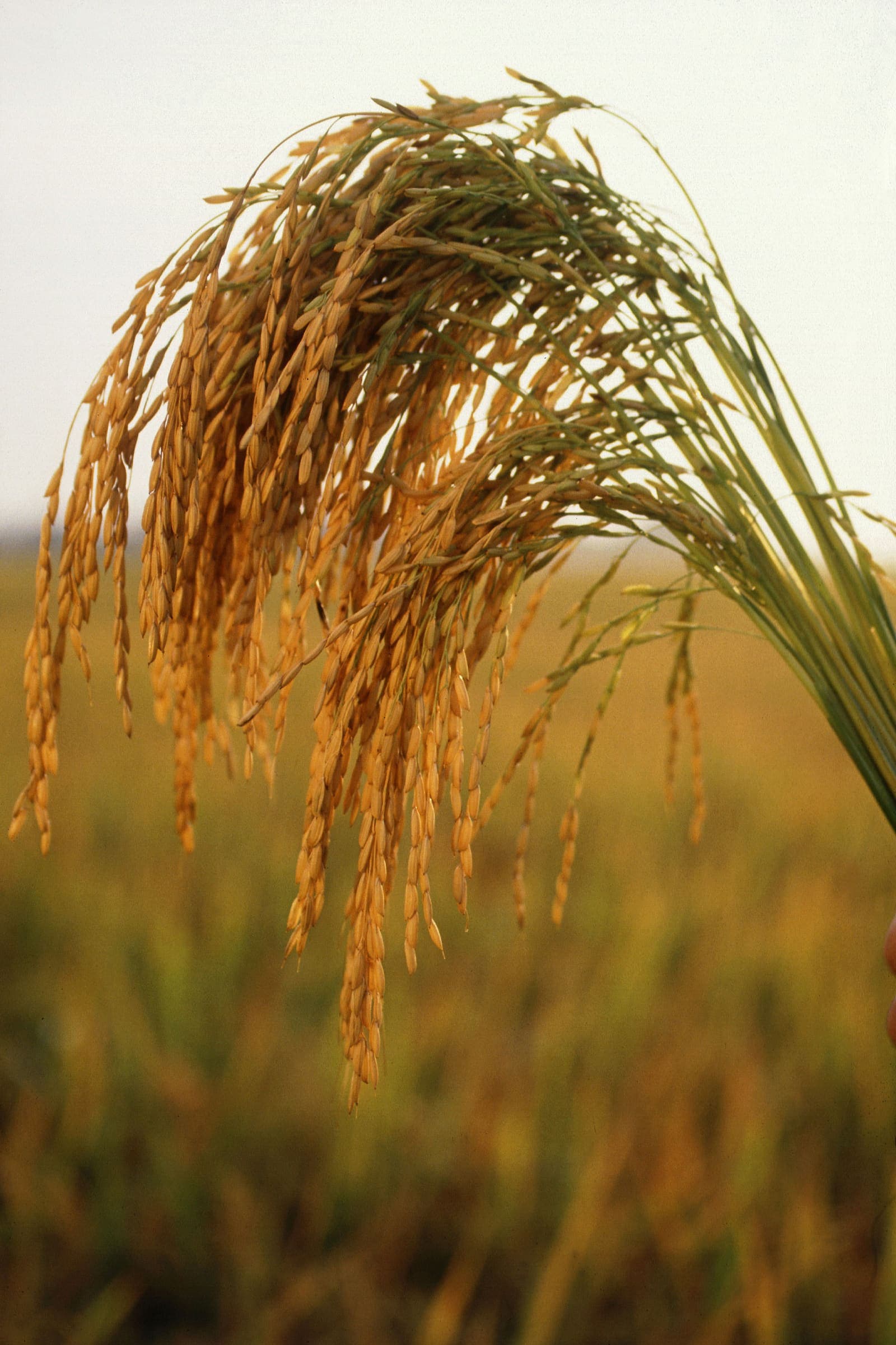 Ripe rice panicle
